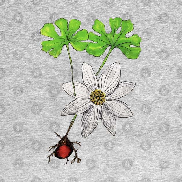 Bloodroot Flower by Animal Surrealism